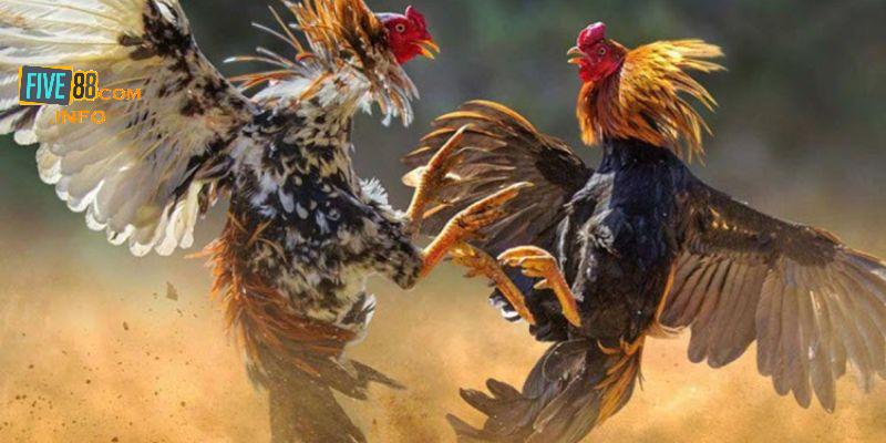 Câu hỏi thường thấy khi tham gia đá gà cựa sắt