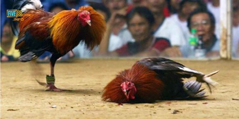 Tìm hiểu chung đôi nét về sảnh game Đá gà Thomo