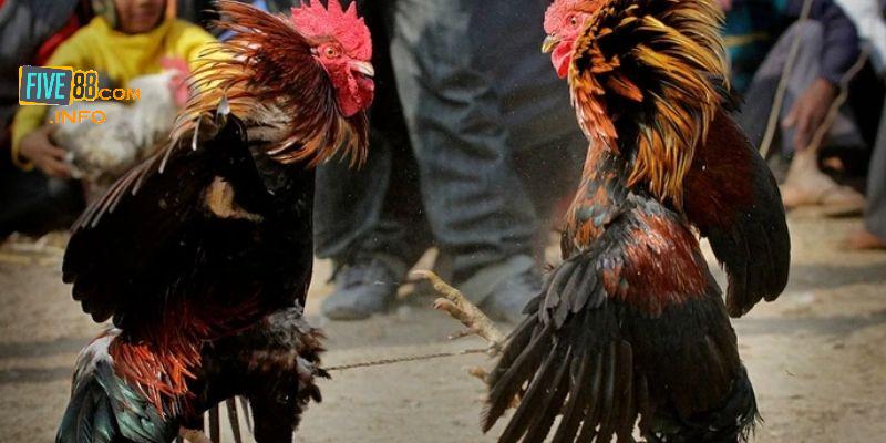 Khái quát chung về hình thức chọi gà cựa sắt