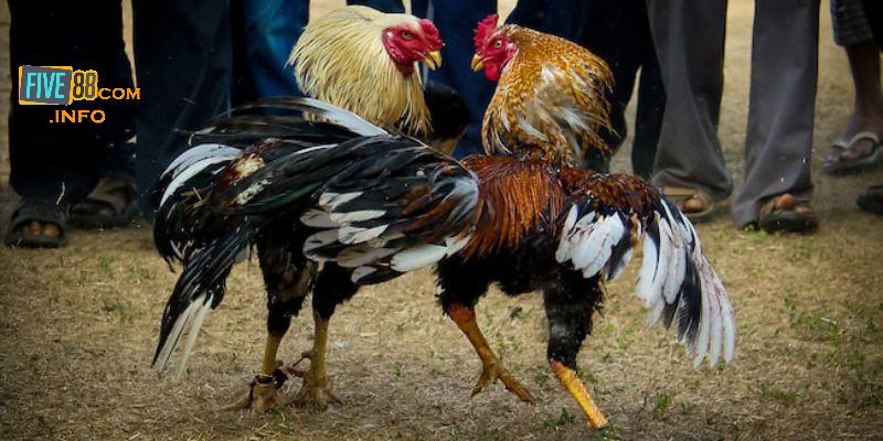 Nguyên tắc cơ bản khi chơi đá gà cựa sắt