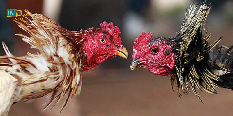 Hình thức Đá gà Thomo truyền thống rất được yêu thích